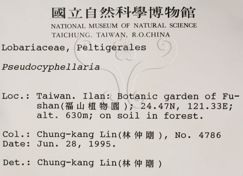 中文名:假杯點衣屬(L00001311)學名:Pseudocyphellaria(L00001311)
