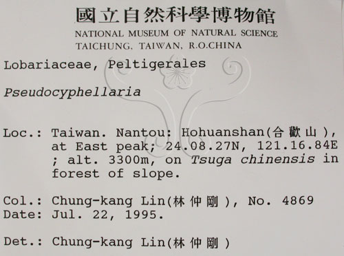 中文名:假杯點衣屬(L00001358)學名:Pseudocyphellaria(L00001358)