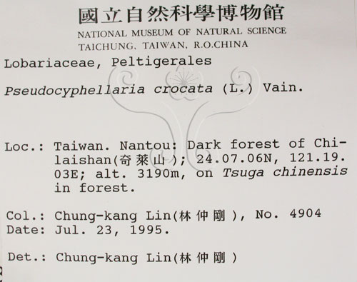 中文名:假杯點衣屬(L00001376)學名:Pseudocyphellaria crocata (L.) Vain.(L00001376)