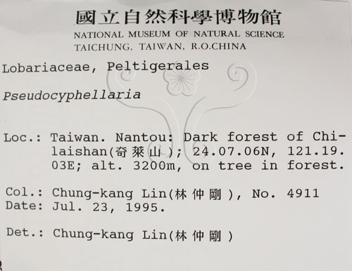 中文名:假杯點衣屬(L00001384)學名:Pseudocyphellaria(L00001384)