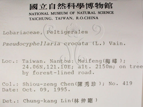 中文名:假杯點衣屬(L00001503)學名:Pseudocyphellaria crocata (L.) Vain.(L00001503)