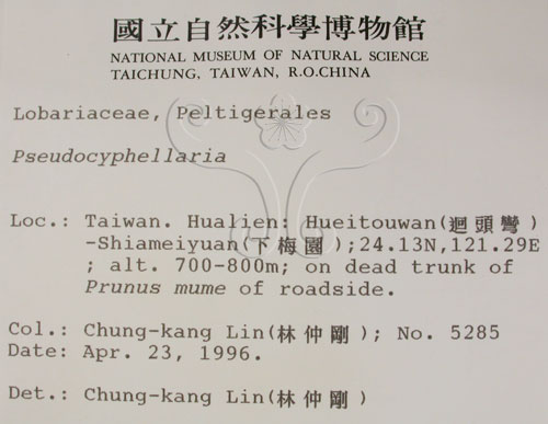 中文名:假杯點衣屬(L00001554)學名:Pseudocyphellaria(L00001554)