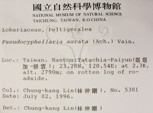 中文名:假杯點衣屬(L00001590)學名:Pseudocyphellaria aurata (Ach.) Vain.(L00001590)