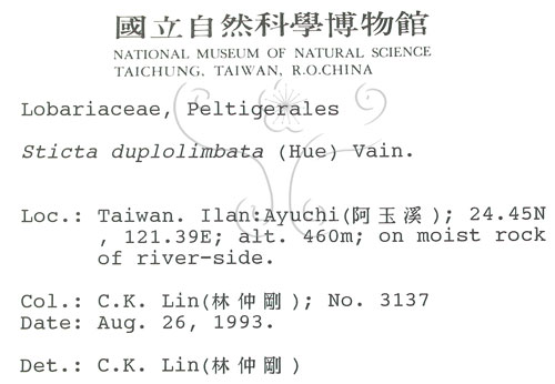 中文名:牛皮葉屬(L00000655)學名:Sticta duplolimbata (Hue) Vain.(L00000655)