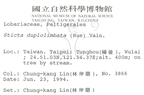 中文名:牛皮葉屬(L00000935)學名:Sticta duplolimbata (Hue) Vain.(L00000935)