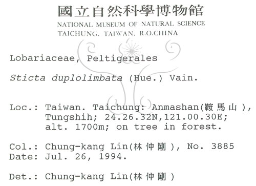 中文名:牛皮葉屬(L00000940)學名:Sticta duplolimbata (Hue) Vain.(L00000940)