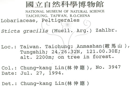 中文名:牛皮葉屬(L00000970)學名:Sticta gracilis (Muell. Arg.) Zahlbr.(L00000970)