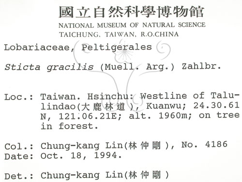 中文名:牛皮葉屬(L00001069)學名:Sticta gracilis (Muell. Arg.) Zahlbr.(L00001069)