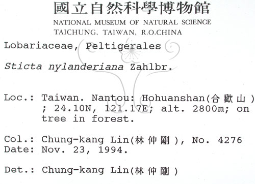 中文名:平滑牛皮葉(L00001112)學名:Sticta nylanderiana A. Zahlbr.(L00001112)