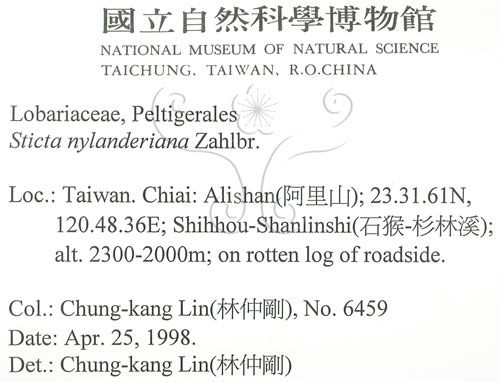 中文名:平滑牛皮葉(L00002121)學名:Sticta nylanderiana A. Zahlbr.(L00002121)