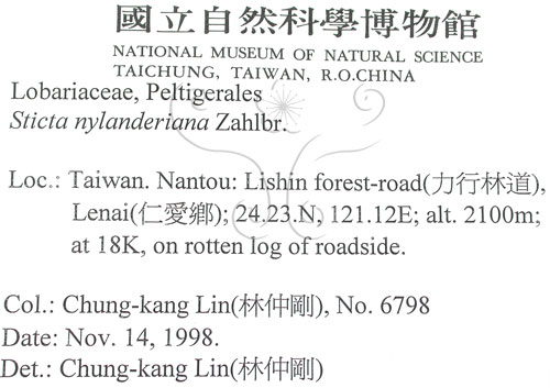 中文名:平滑牛皮葉(L00002343)學名:Sticta nylanderiana A. Zahlbr.(L00002343)