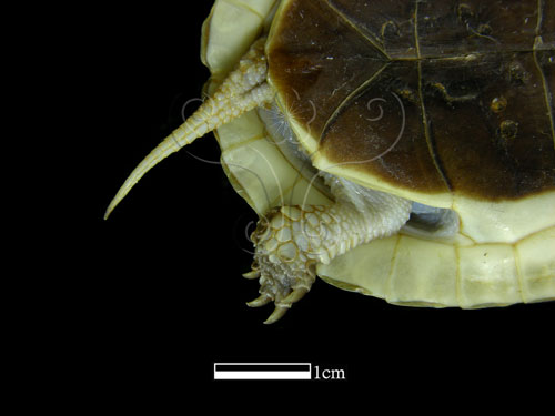 中文名:食蛇龜(00001566)學名:Cistoclemmys flavomarginata(00001566)中文別名:箱龜英文名:Yellow-margined Box Turtle
