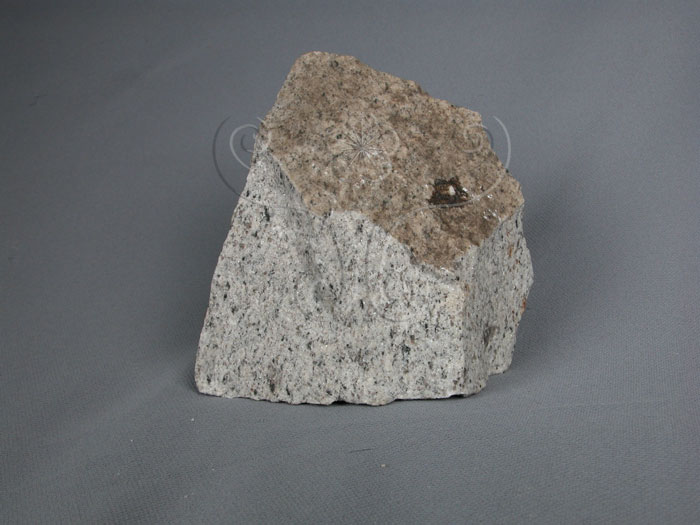 中文名:花岡岩(NMNS002992-P005972)英文名:Granite(NMNS002992-P005972)