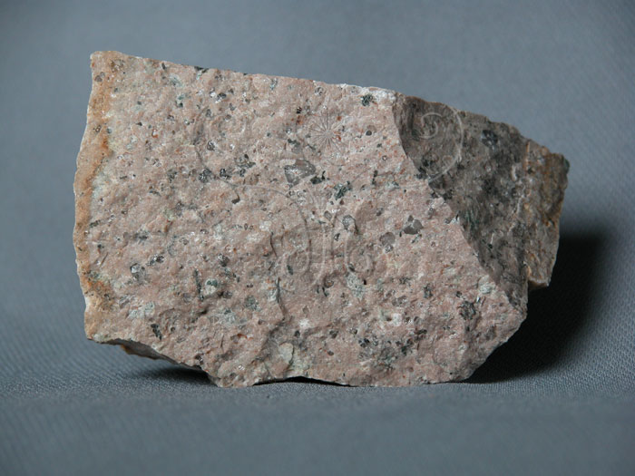 中文名:長英斑岩(NMNS003053-P006279)英文名:Felsic porphynite(NMNS003053-P006279)