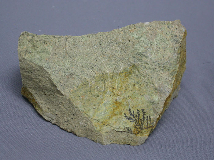 中文名:白崗岩(NMNS004696-P010765)英文名:Alaskite(NMNS004696-P010765)