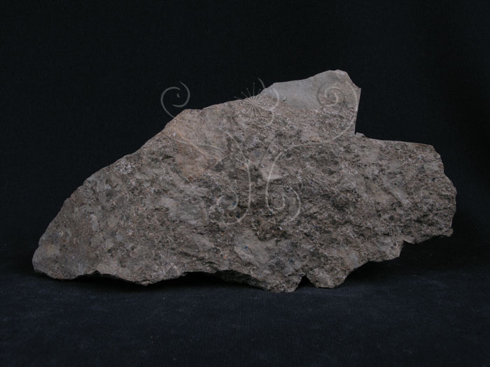 中文名:火山角礫岩(NMNS004262-P009343)英文名:Volcanic breccia(NMNS004262-P009343)