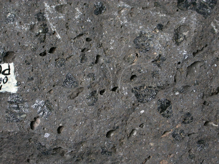 中文名:角閃安山岩(NMNS001325-P003787)英文名:Hornblende andesite(NMNS001325-P003787)