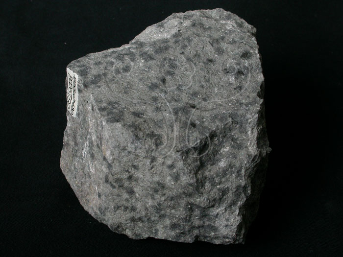 中文名:碎屑角礫岩(NMNS003480-P006780)英文名:Pyroclastic conglomerate(NMNS003480-P006780)