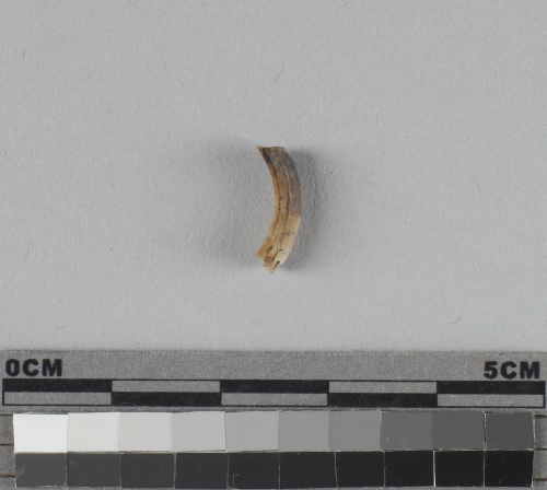 遺物:兔下門齒、lower incisor of Lepus sp.
