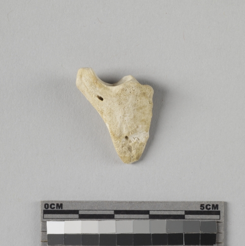 遺物:羊遠端趾骨、distal phalanx of Ovis/Capra