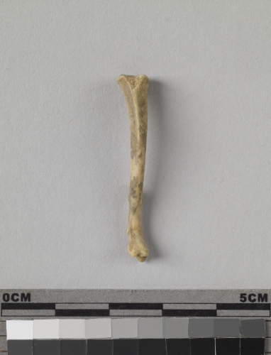 遺物:鼠右脛骨、right tibia of Rattus sp.