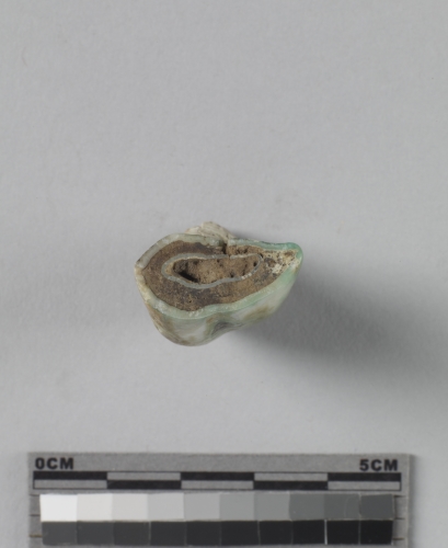 遺物:馬第三門齒、third incisor of Equus sp.