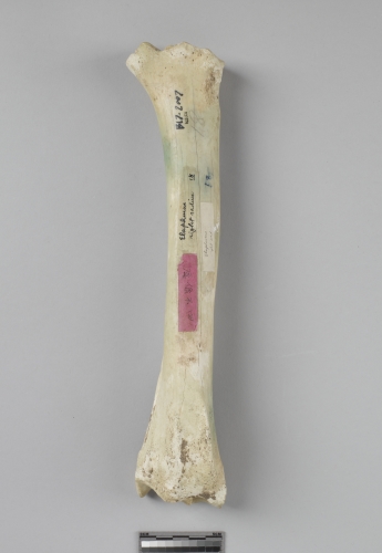 遺物:麋鹿右橈尺骨、radius-ulna of Elaphurus davidianus、四不像右橈尺骨