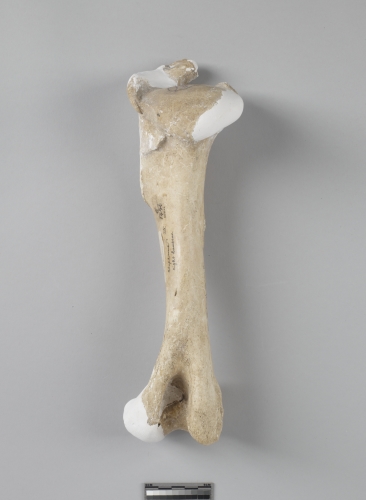 遺物:麋鹿左肱骨、left humerus of Elaphurus davidianus