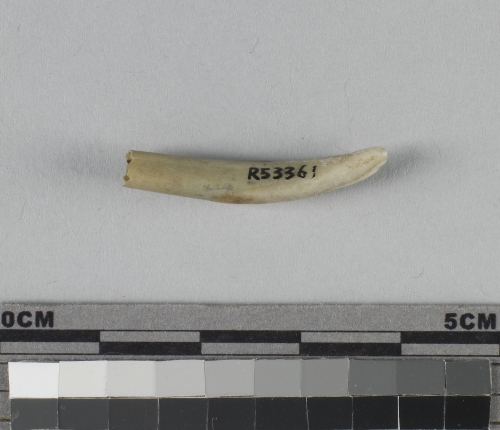 遺物:豬左下第二門齒、left lower deciduous second incisor of Sus sp.