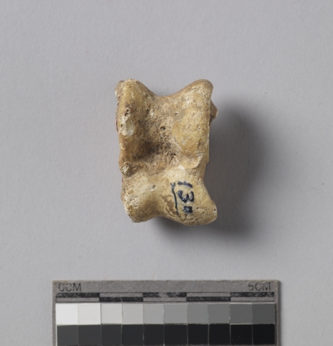 遺物:羊左距骨、left talus of Ovis/Capra sp.