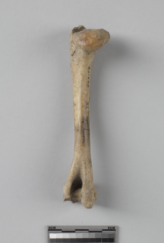 遺物:獐左肱骨、left humerus of Hydropotes inermis