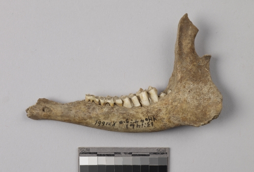 遺物:獐左下顎、left mandible of Hydropotes inermis