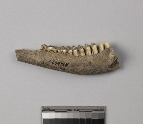 遺物:獐左下顎骨、left mandible of Hydropotes inermis