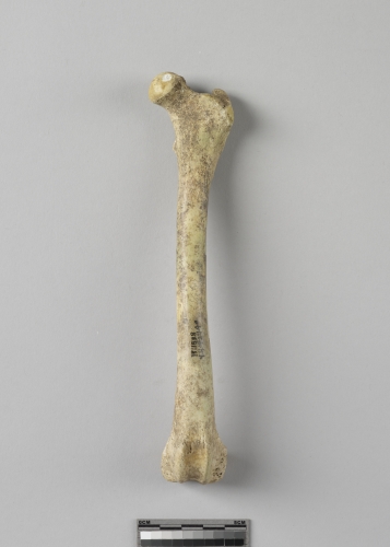 遺物:犬左股骨、left femur of Canis sp.