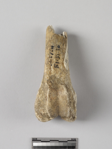 遺物:豬右股骨、right distal femur of Sus sp.