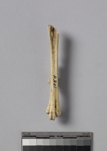 遺物:雞形目鳥類左跗蹠骨、left tarsometatarsus of galliform bird