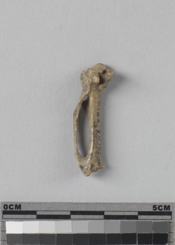 遺物:雞形目鳥類左腕掌骨、left carpometacarpus of Galliform bird