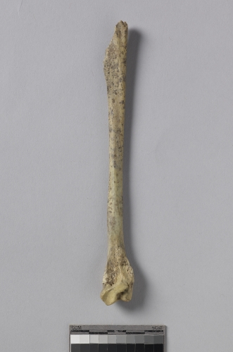 遺物:豬右腓骨、right fibula of Sus sp.