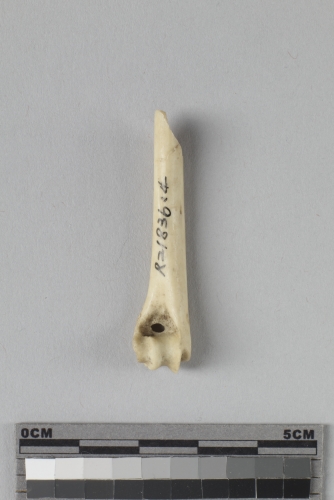 遺物:兔右肱骨、right humerus of Lepus sp.