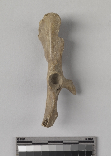 遺物:兔右髖骨、right coxal bone of Lepus sp.