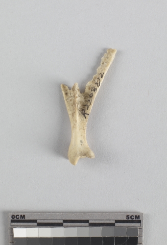 遺物:兔左肩胛骨、left scapula of Lepus sp.