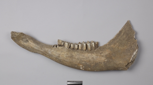 遺物:黃牛左下顎骨、Left mandible of Bos sp.