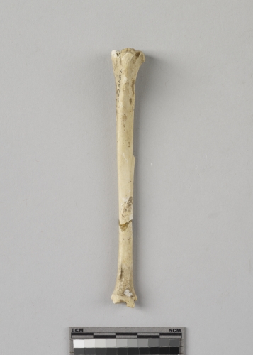 遺物:兔左脛骨、left tibia of Lepus sp.