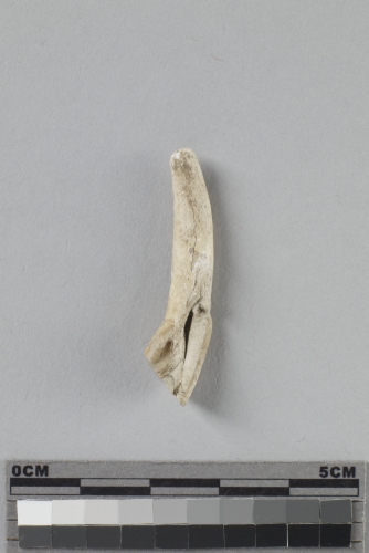 遺物:反芻亞目動物齒、teeth fragment of a ruminant animal
