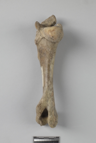 遺物:豬左肱骨、left humerus of Sus. sp