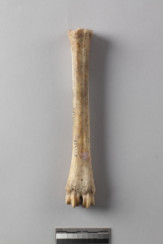 遺物:綿羊左蹠骨、left metatarsal of Ovis sp.