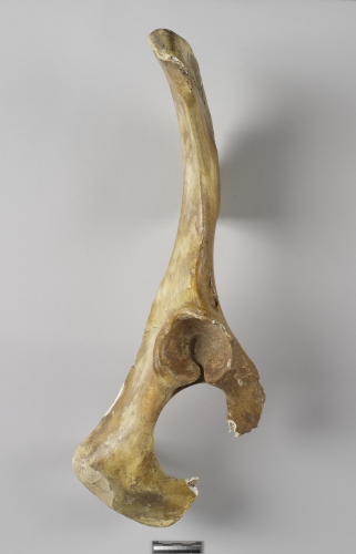 遺物:水牛右髖骨、right coxal bone of Babulus sp.