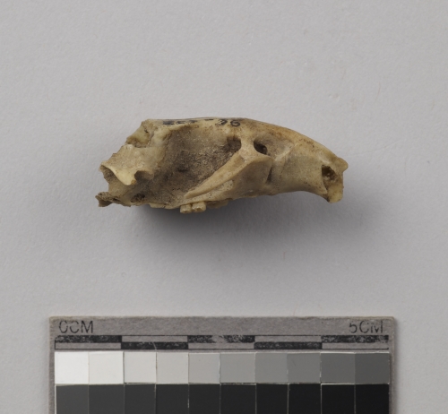 遺物:鼠頭骨、skull of Rattus sp.
