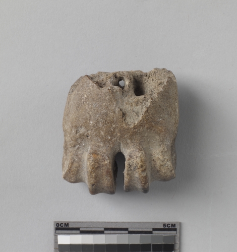 遺物:麋鹿掌骨遠端、Distal metacarpus of Elaphurus davidianus