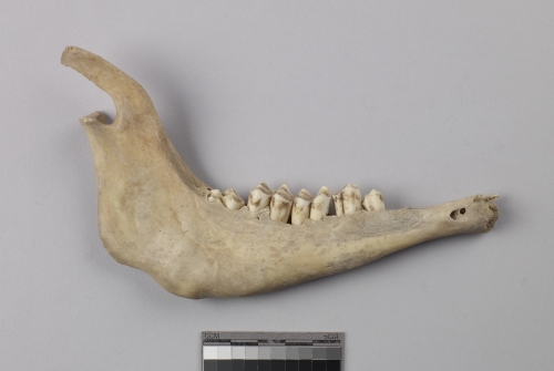 遺物:羊右下顎、right mandible of Ovis/Capra sp.